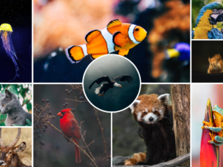 CSS Image Grid with Circle Inside